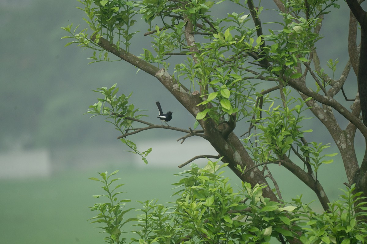 Oriental Magpie-Robin - ML621744129