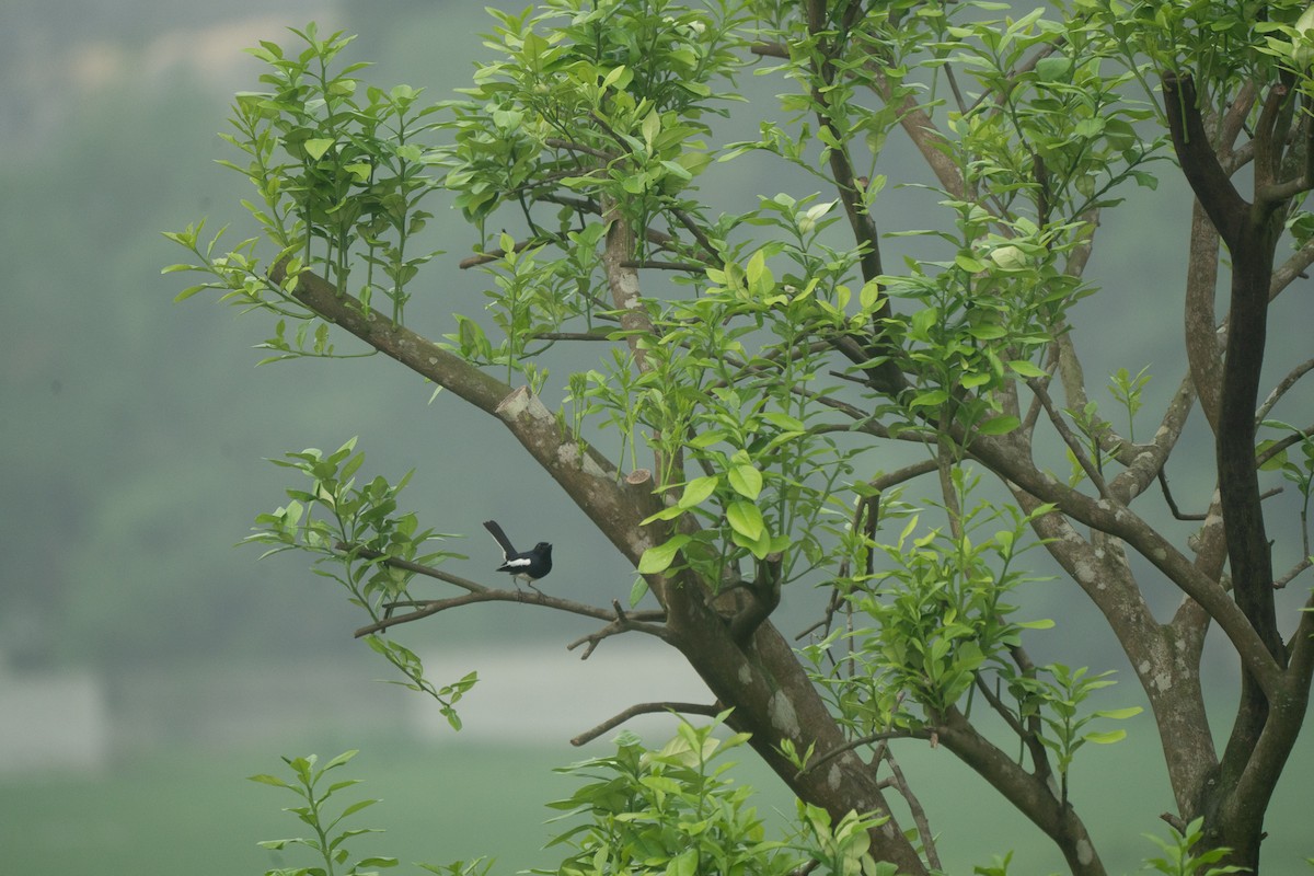 Oriental Magpie-Robin - ML621744130