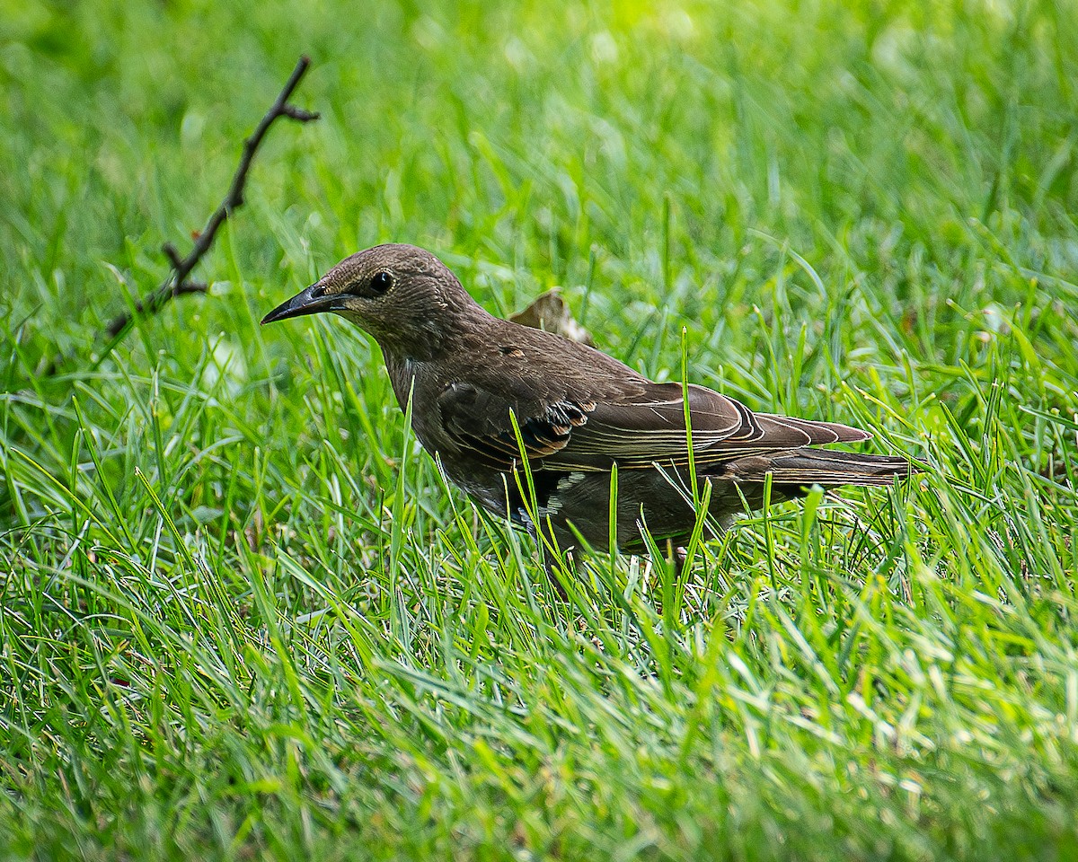 European Starling - ML621744156