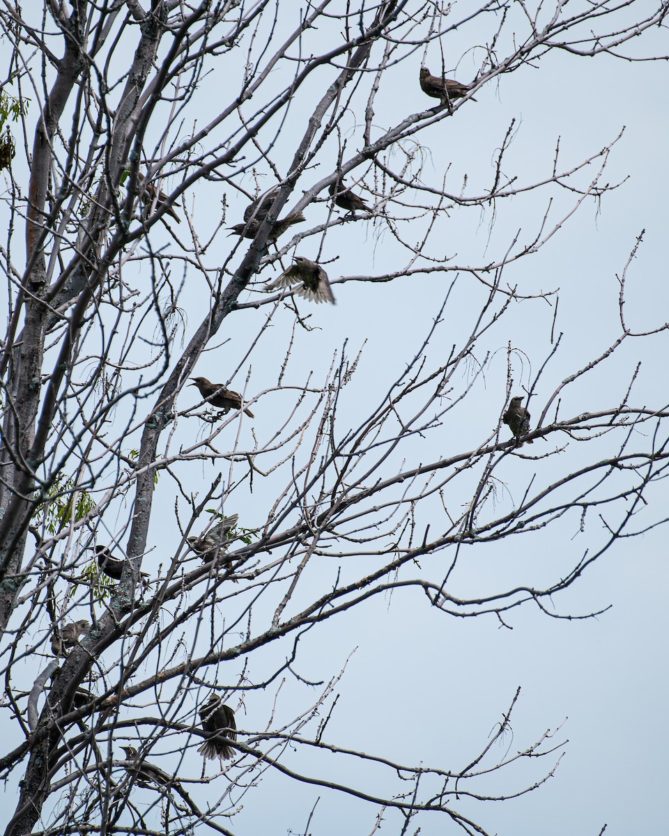 European Starling - ML621744158