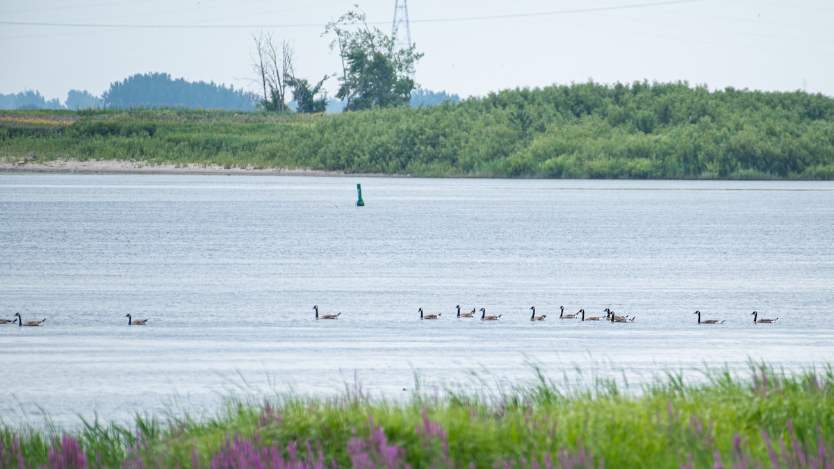 Canada Goose - ML621744168