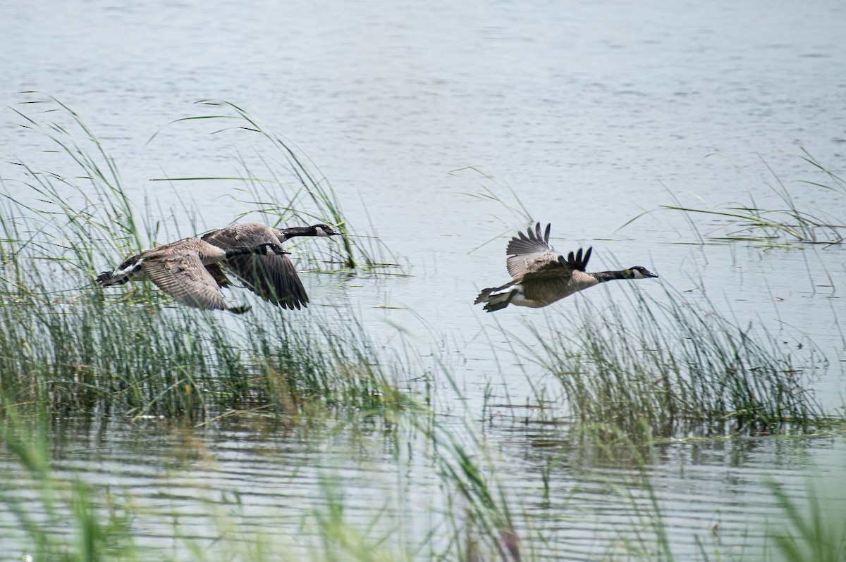 Canada Goose - Martin Tremblay