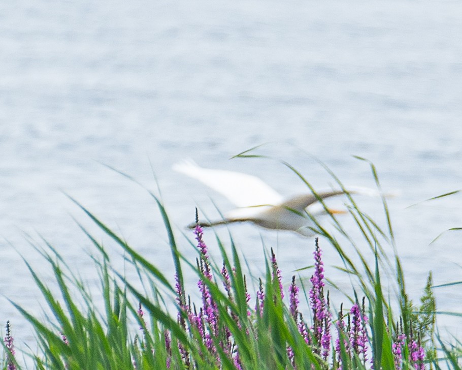 Great Egret - ML621744177