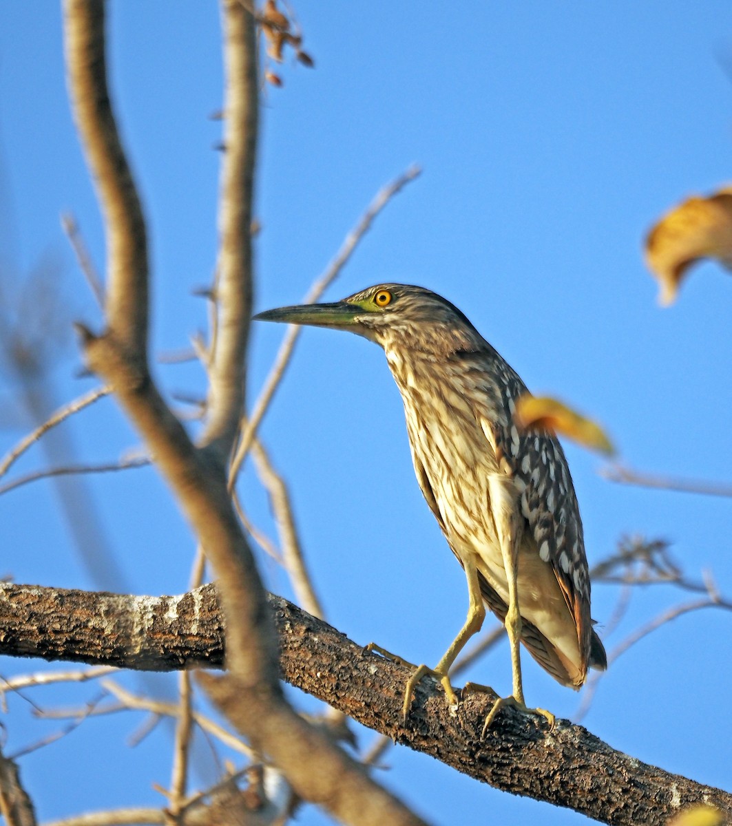 Nankeen Night Heron - ML621744235