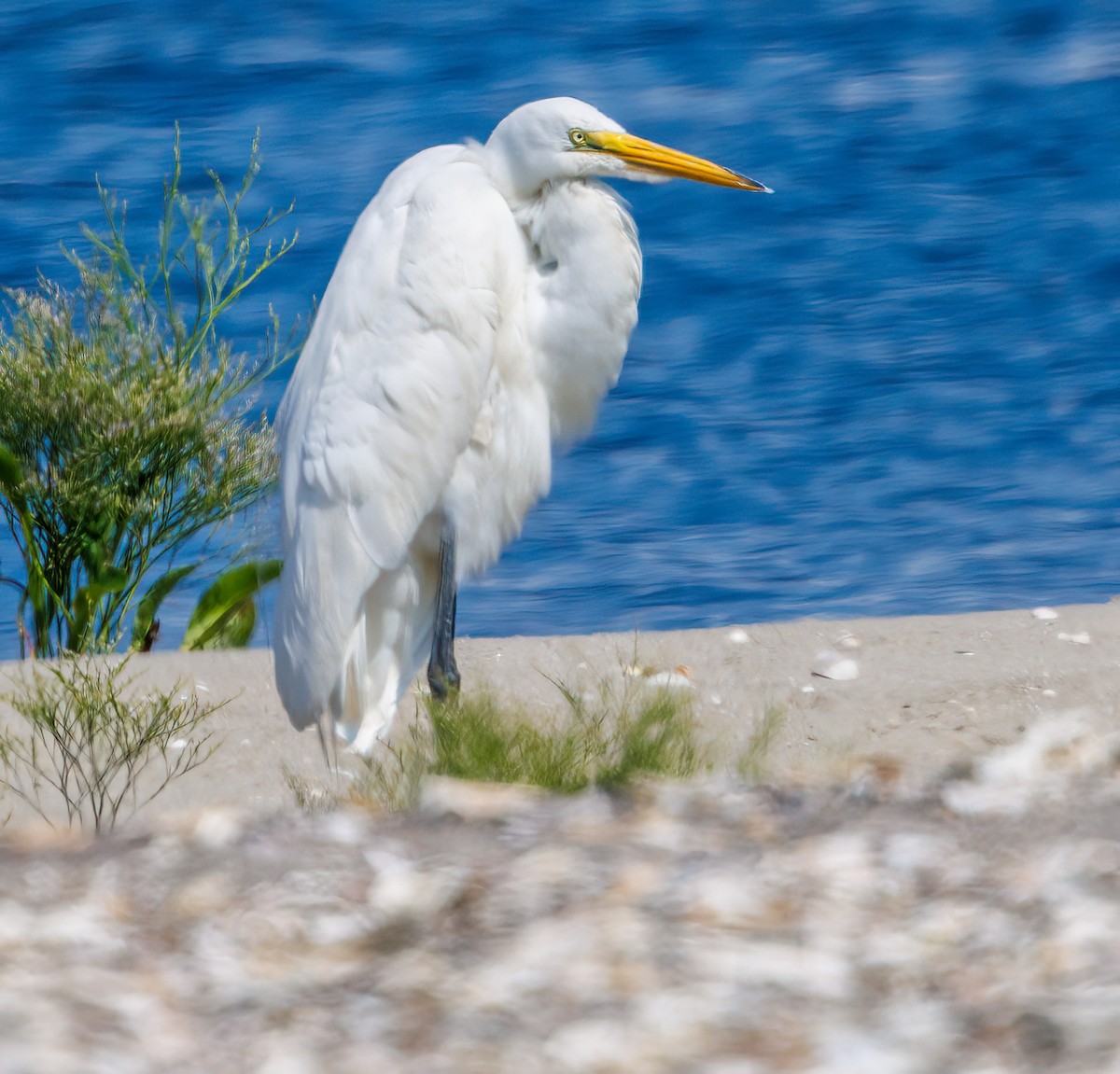 Great Egret - ML621744239