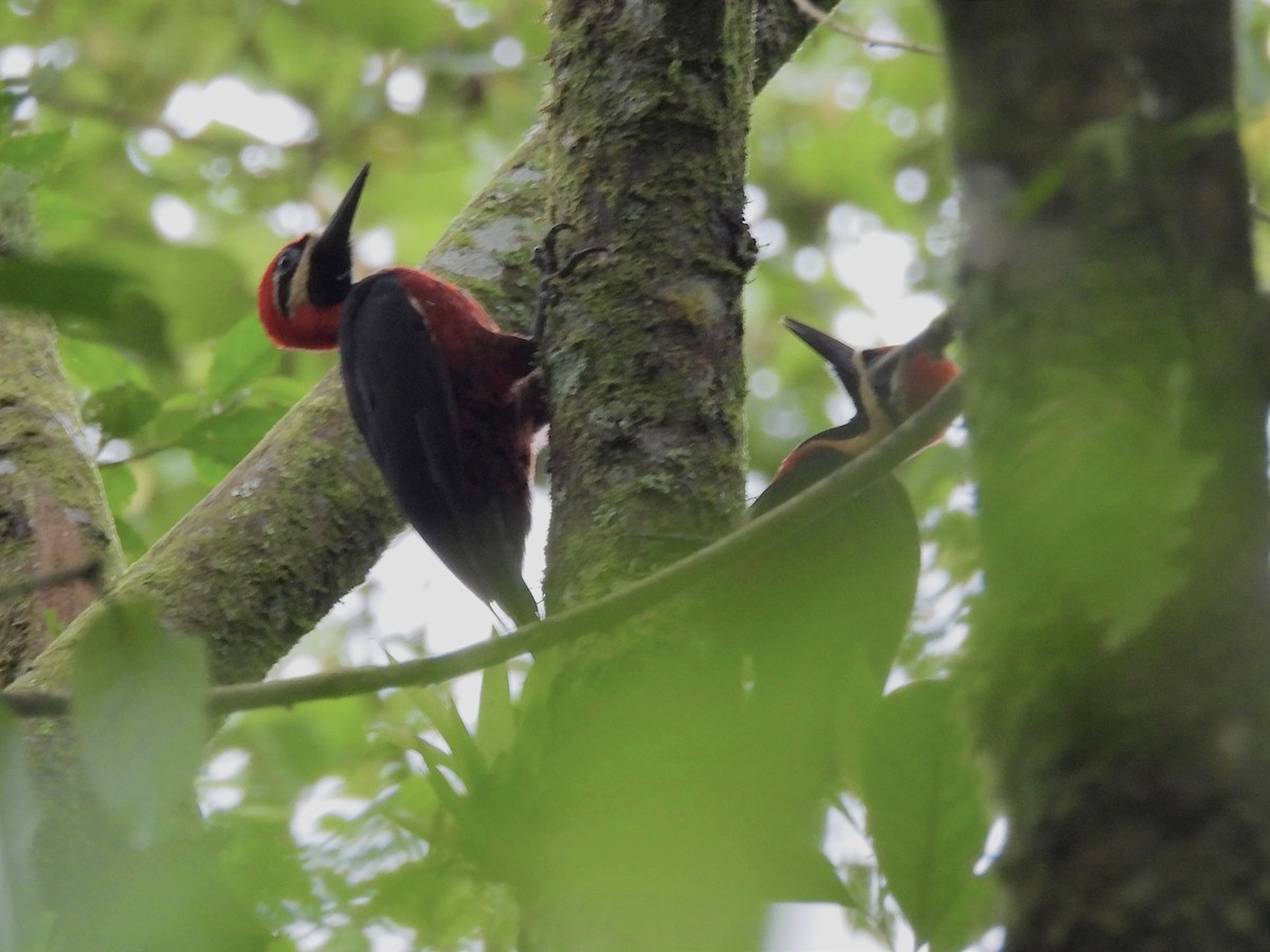 Crimson-bellied Woodpecker - ML621744244