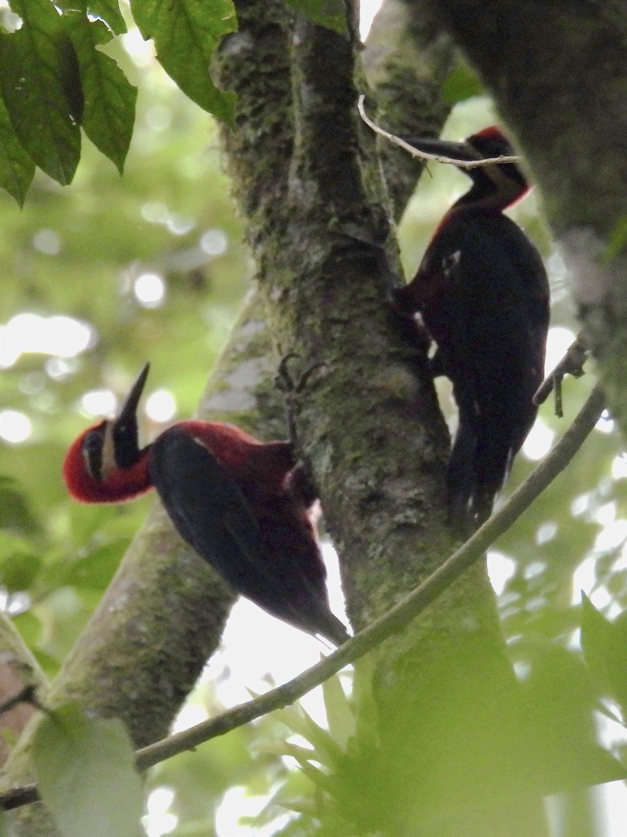 Crimson-bellied Woodpecker - ML621744245