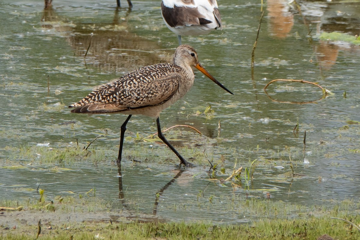 Marbled Godwit - ML621744262