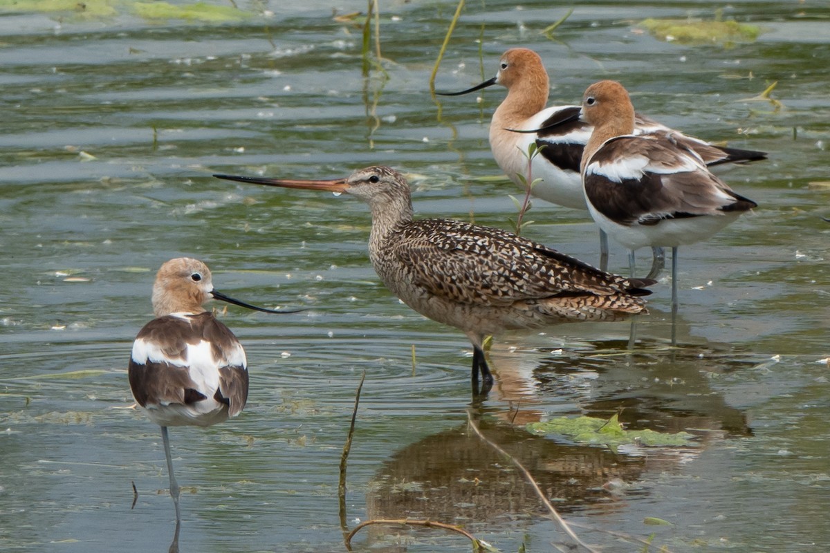 Marbled Godwit - ML621744263