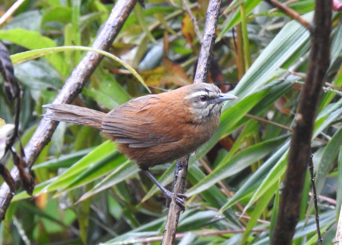 Mantaro Wren (undescribed form) - ML621744280