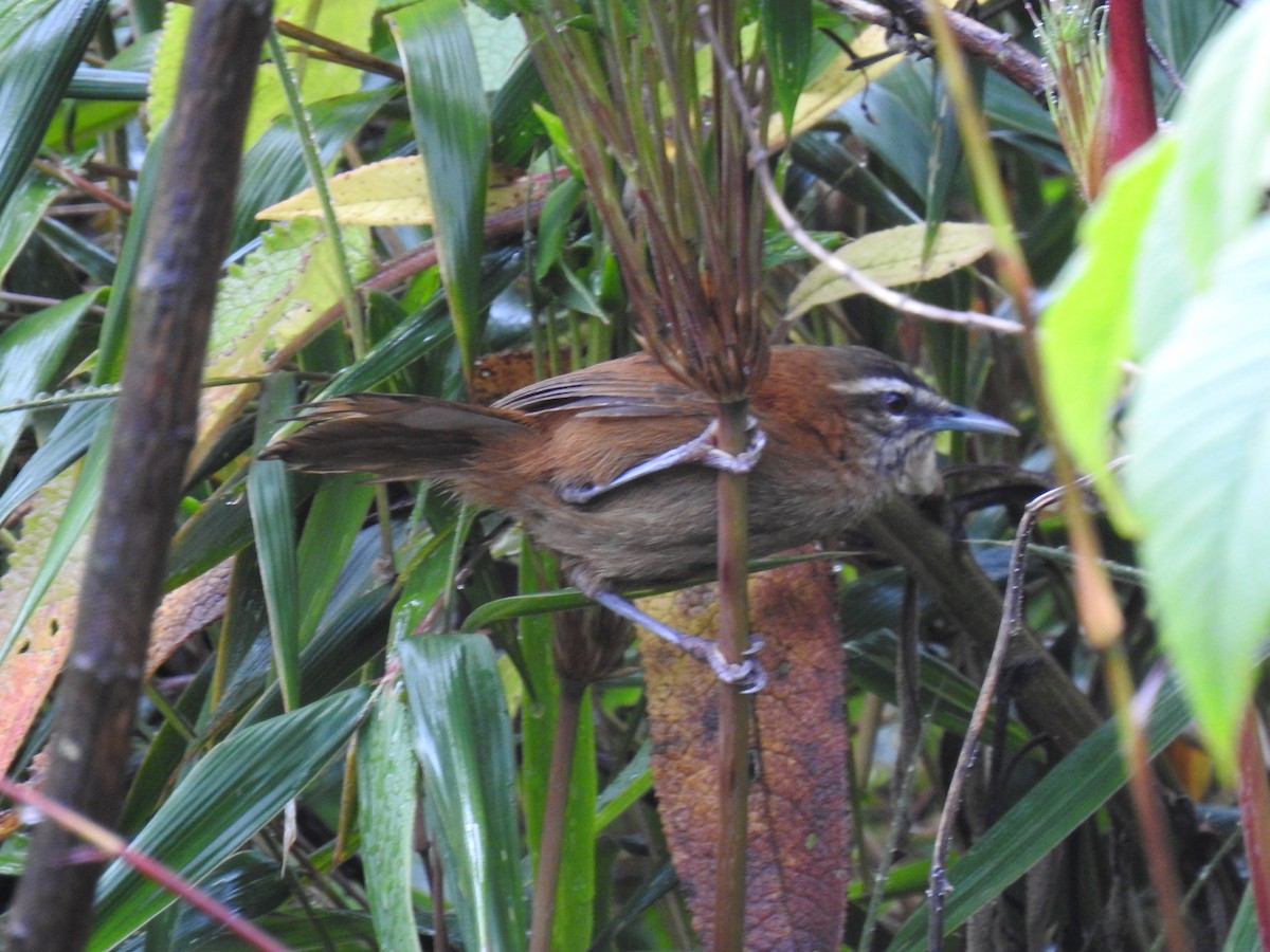 Mantaro Wren (undescribed form) - ML621744281