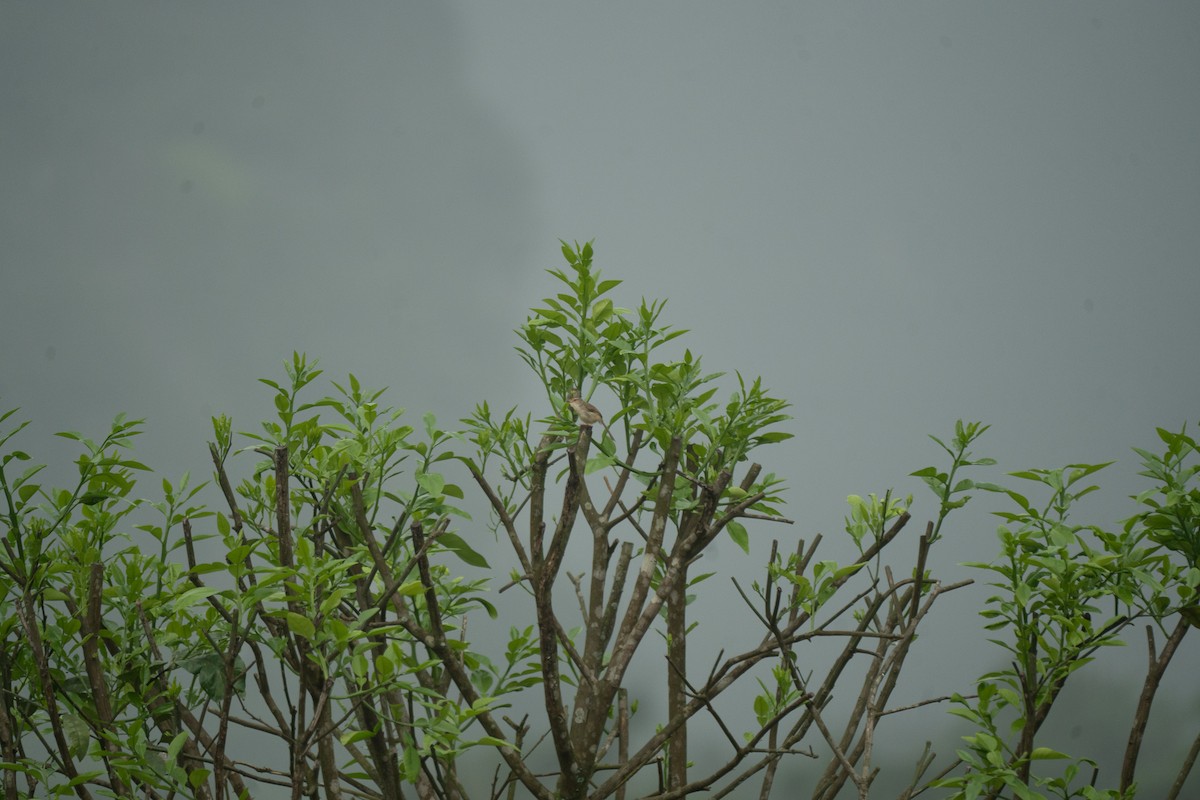 Plain Prinia - ML621744410