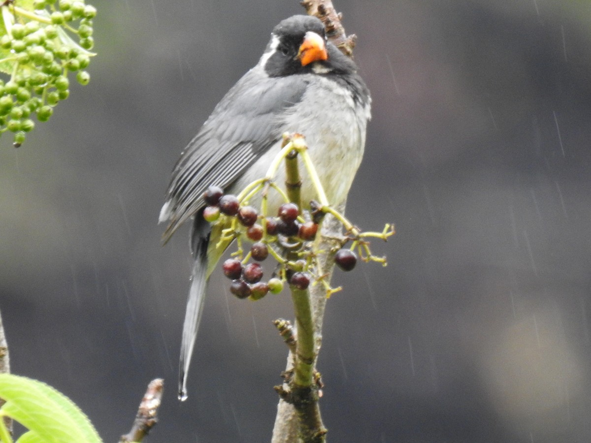 Golden-billed Saltator - ML621744422