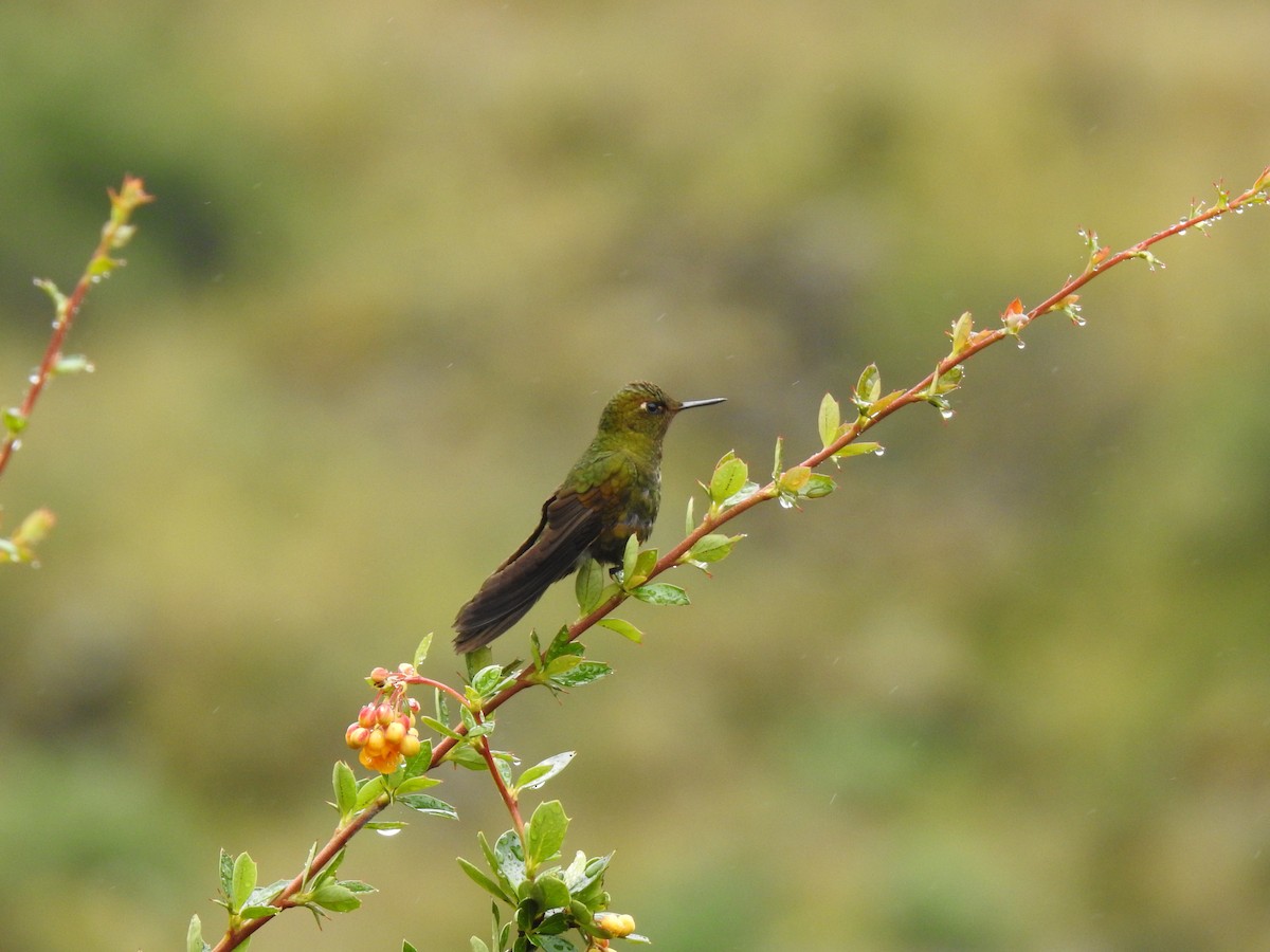 Fire-throated Metaltail - ML621744510