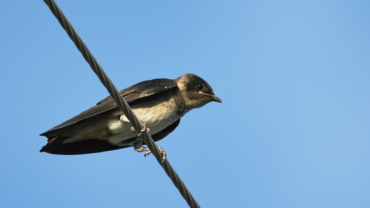 Purple Martin - ML621744519