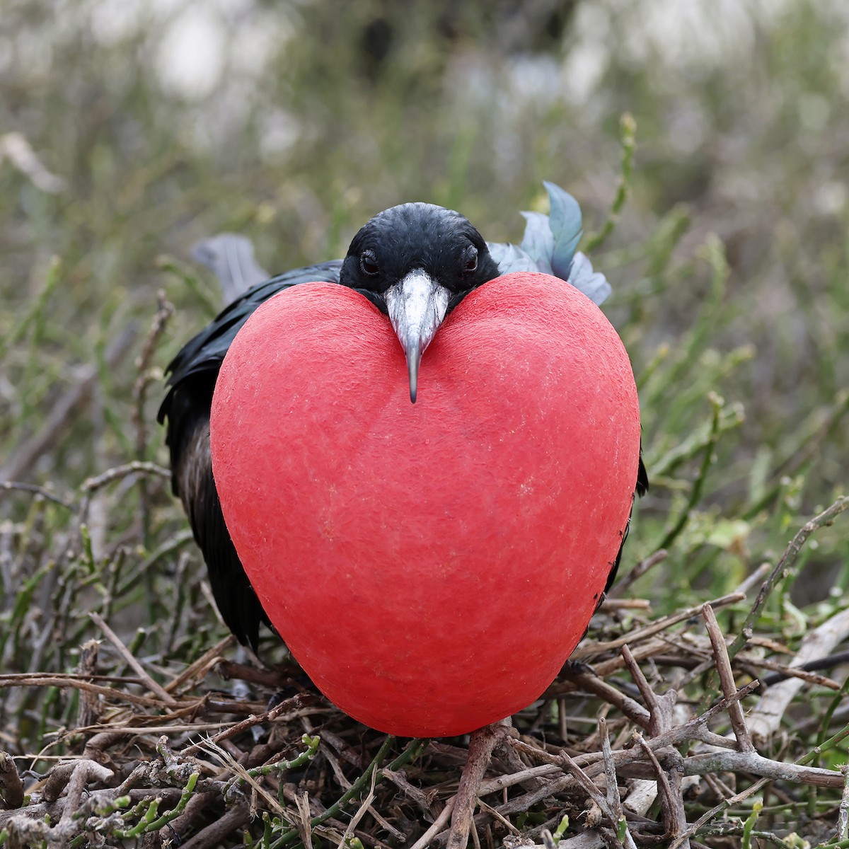 Great Frigatebird - ML621744593