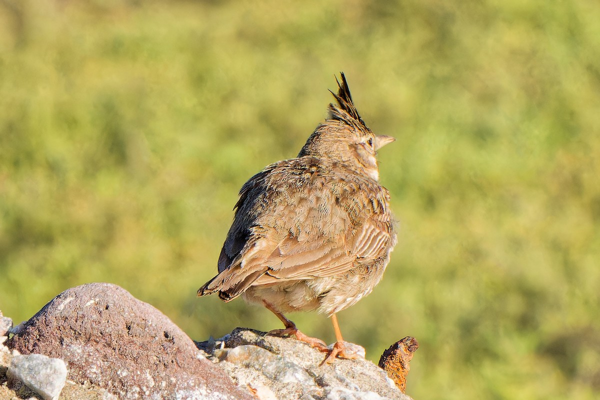 Crested Lark - ML621744624