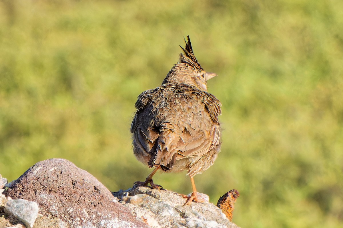 Crested Lark - ML621744625