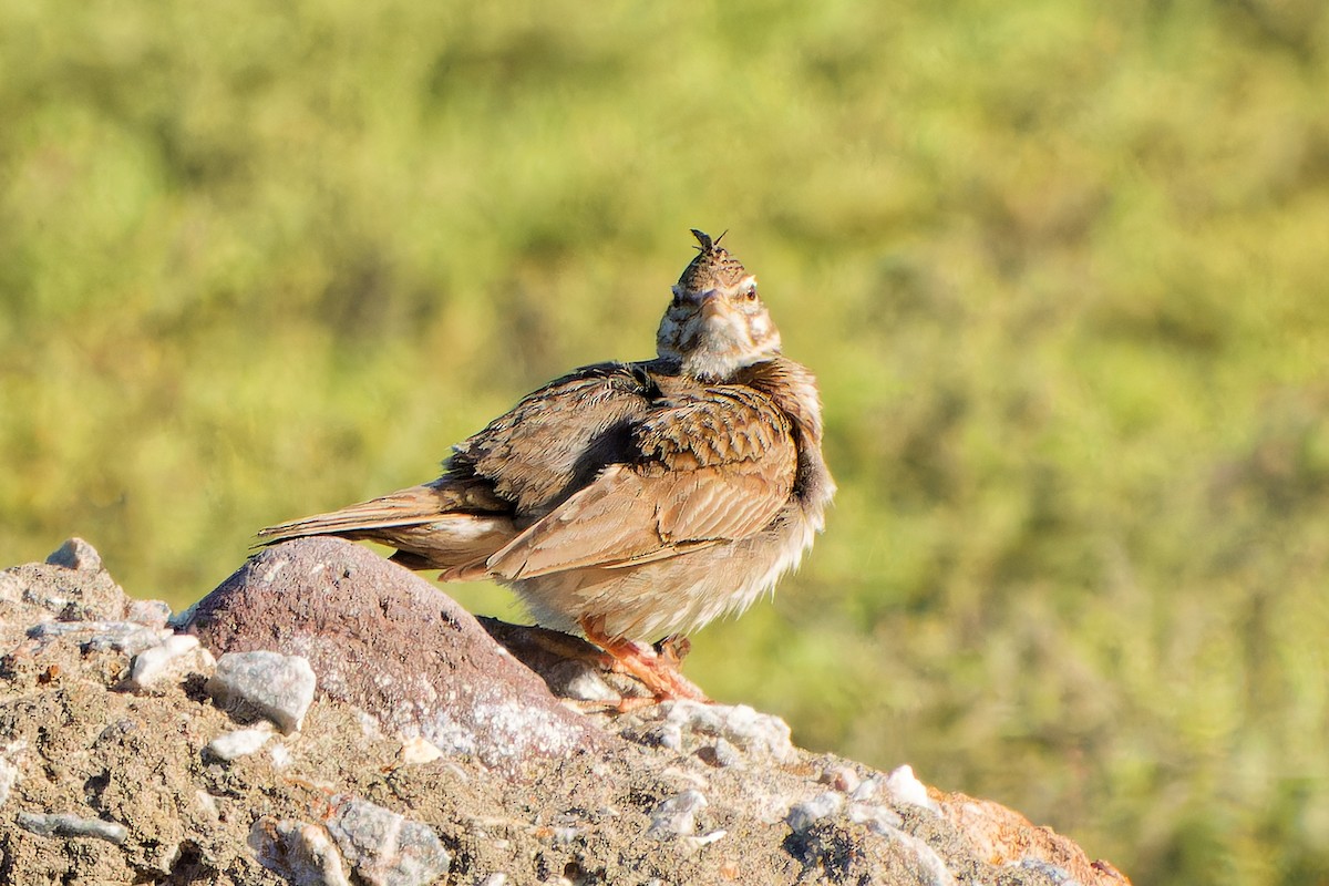 Crested Lark - ML621744627