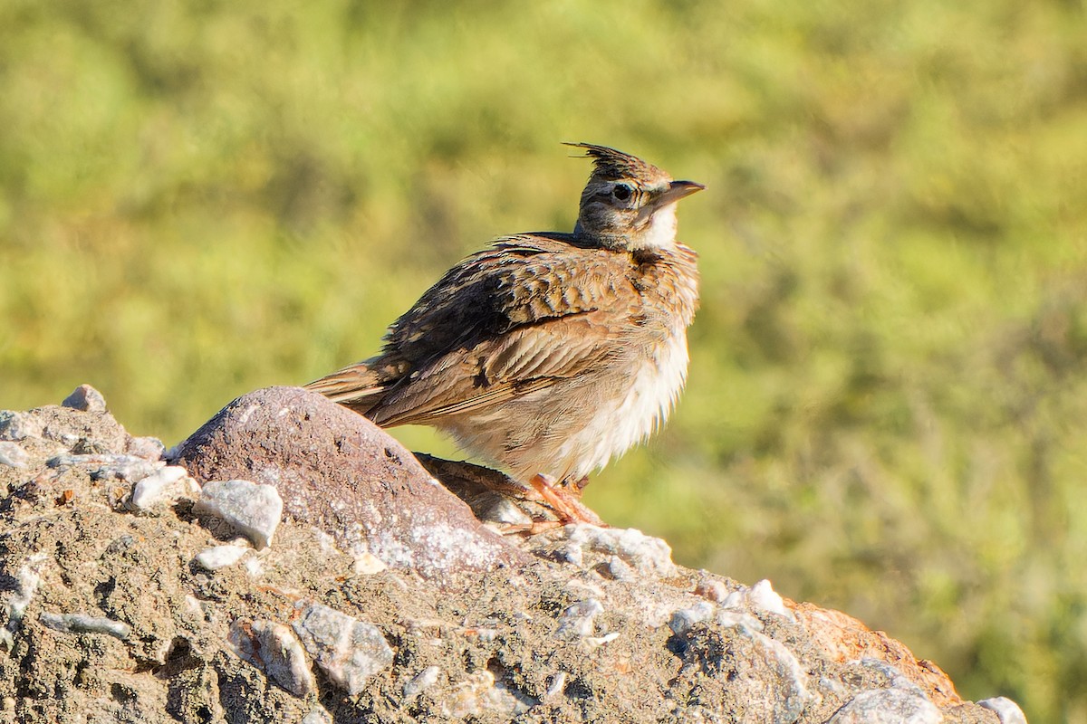 Crested Lark - ML621744628