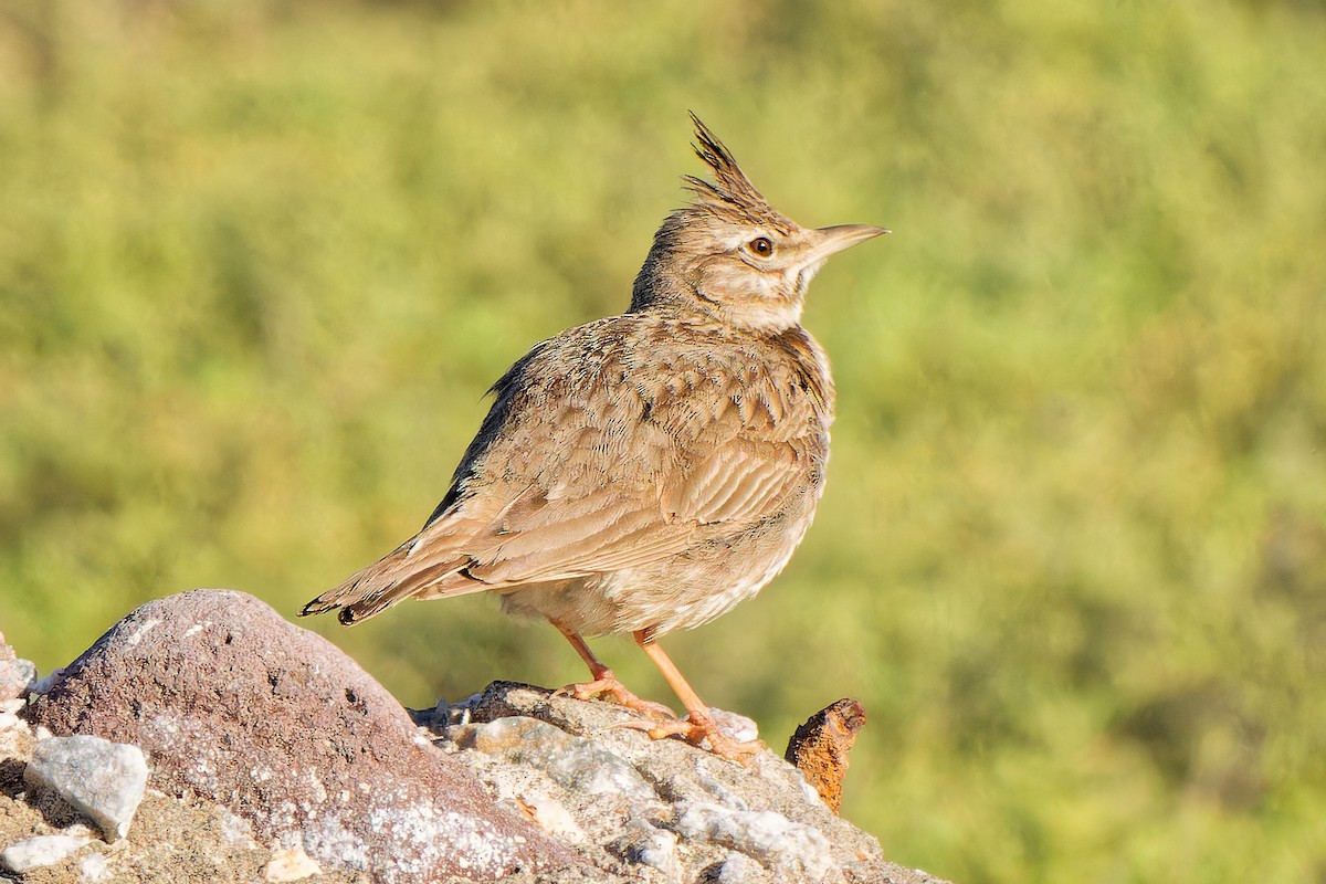 Crested Lark - ML621744631