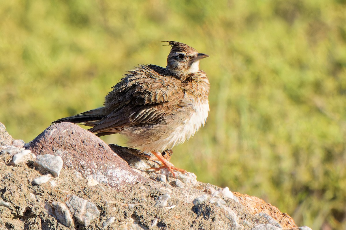 Crested Lark - ML621744632