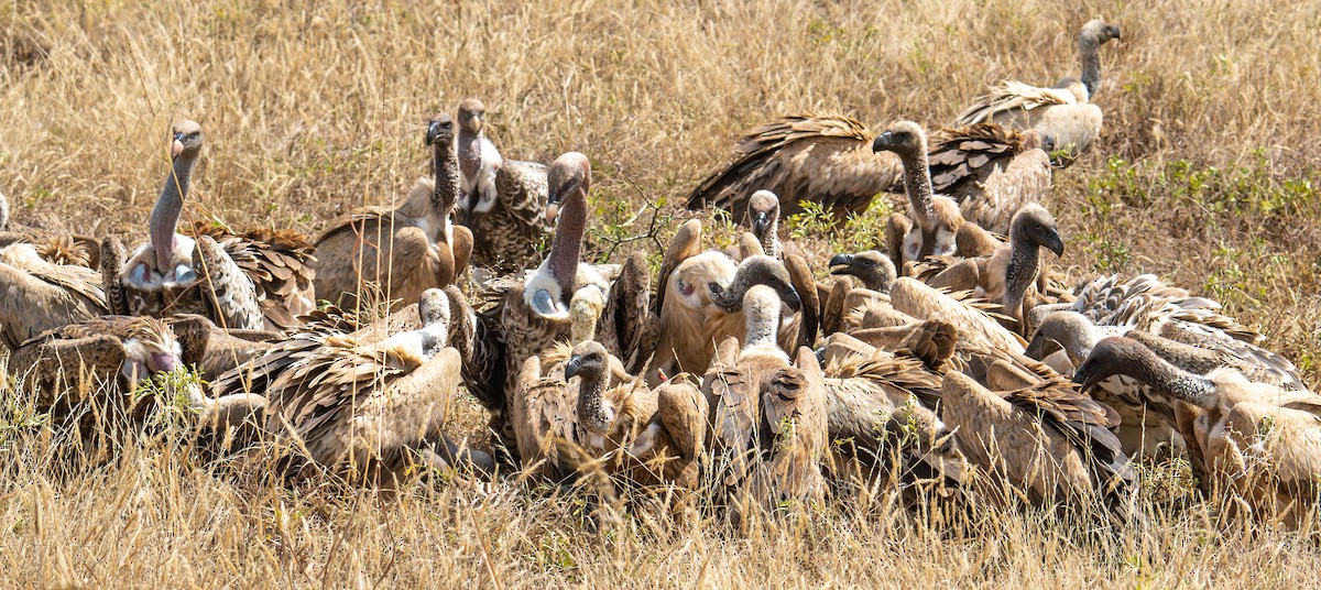 White-backed Vulture - ML621744667