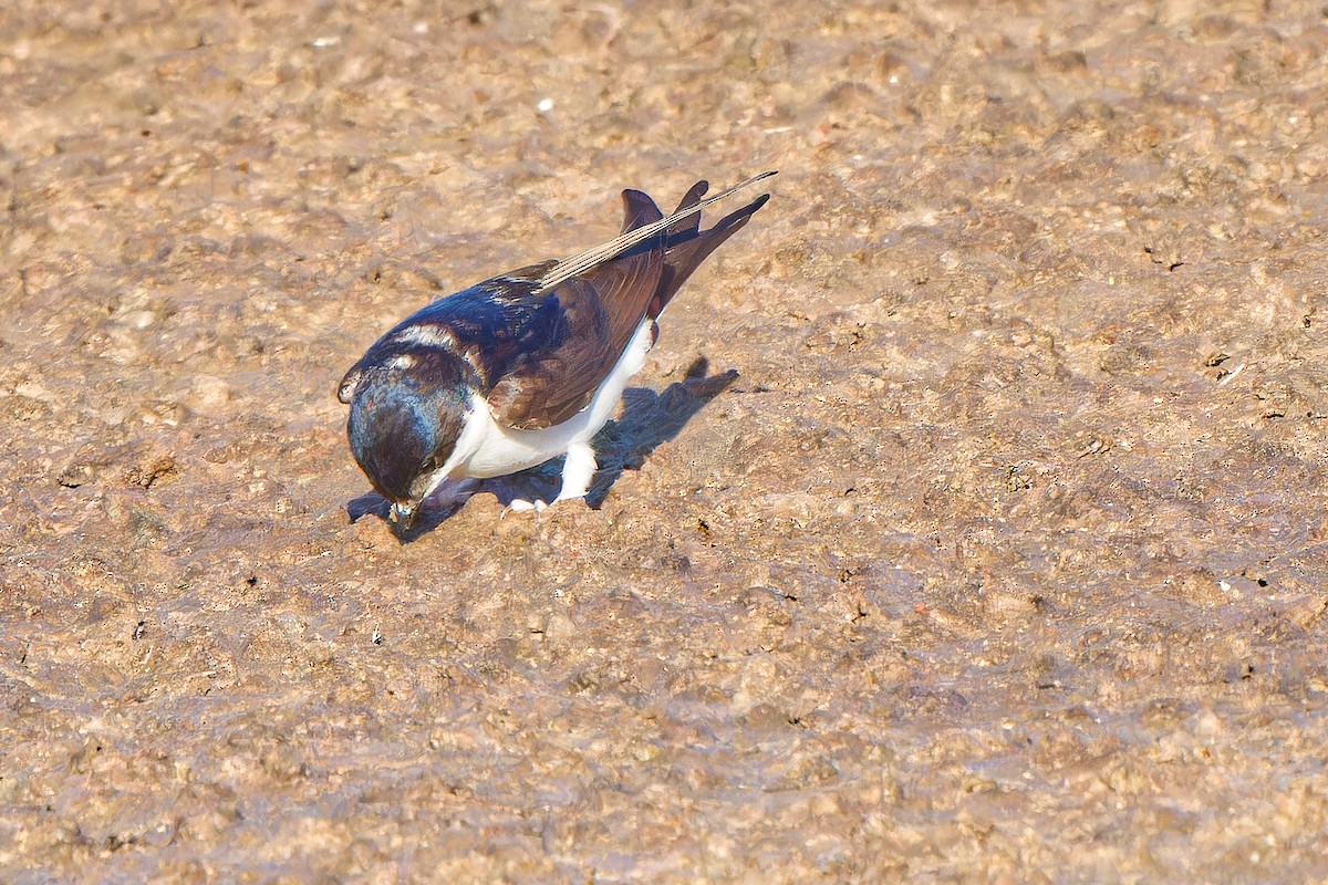 Western House-Martin - ML621744710