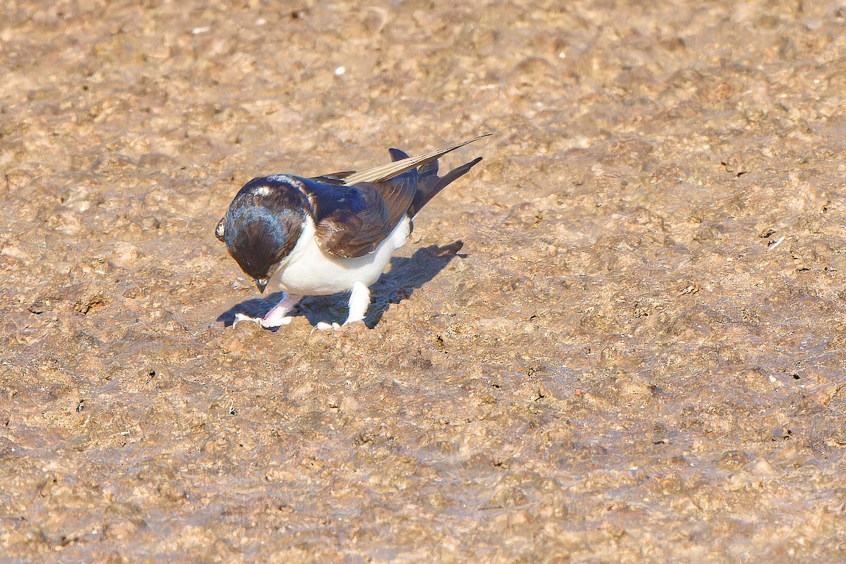 Western House-Martin - ML621744711