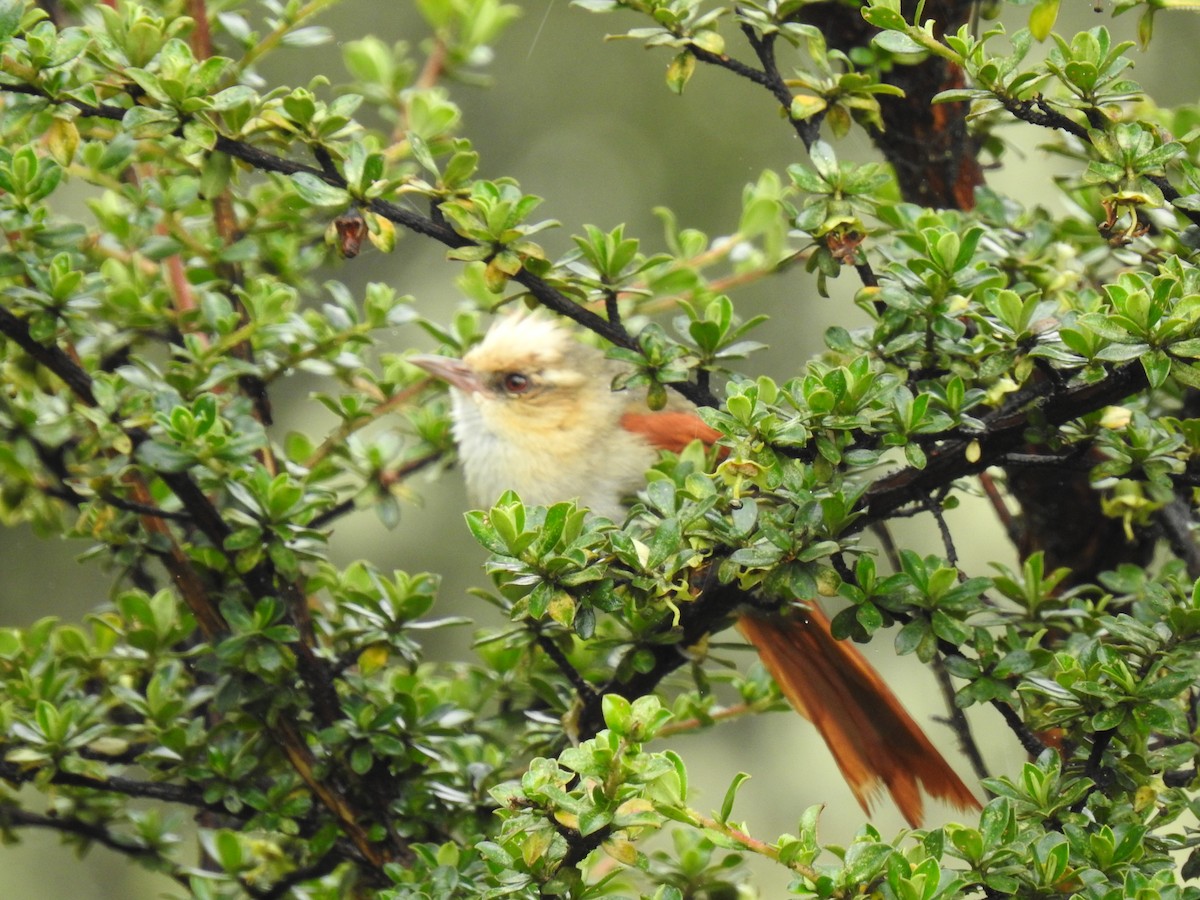 Creamy-crested Spinetail - ML621744721