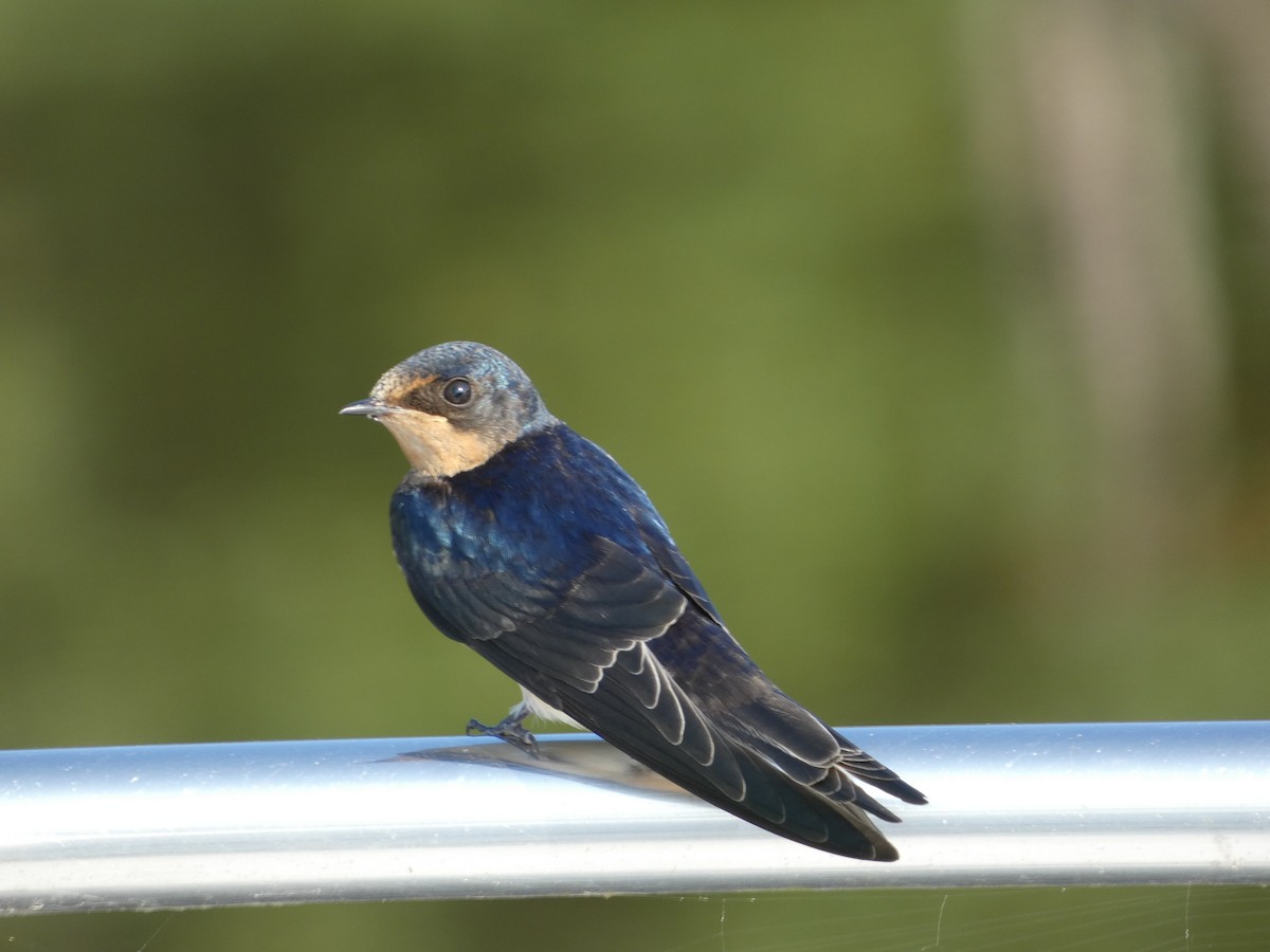 Barn Swallow - ML621744729