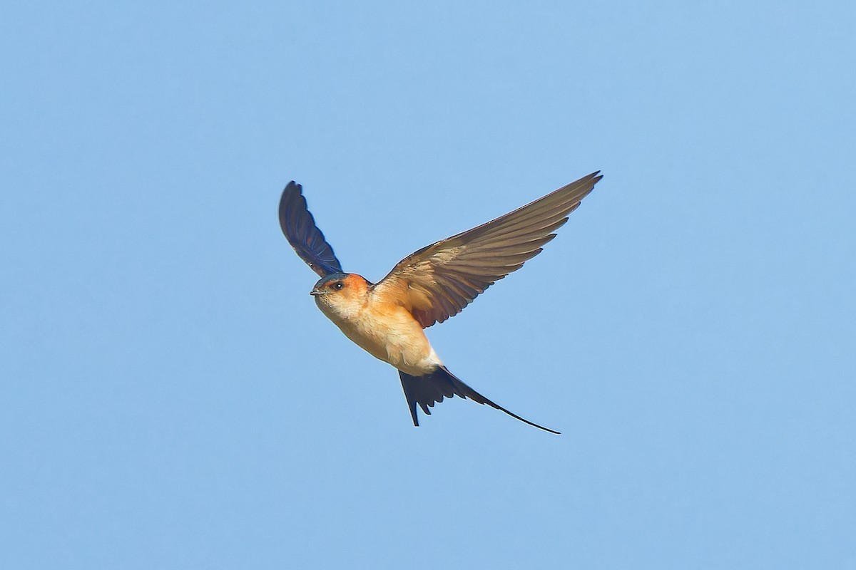 Red-rumped Swallow - ML621744738