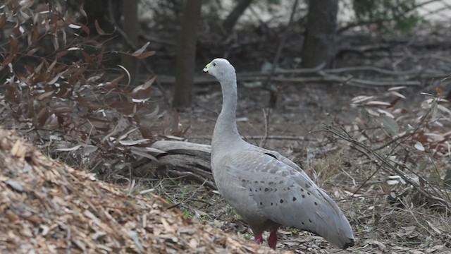 Cape Barren Goose - ML621744757