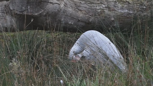 Grulla Brolga - ML621744759