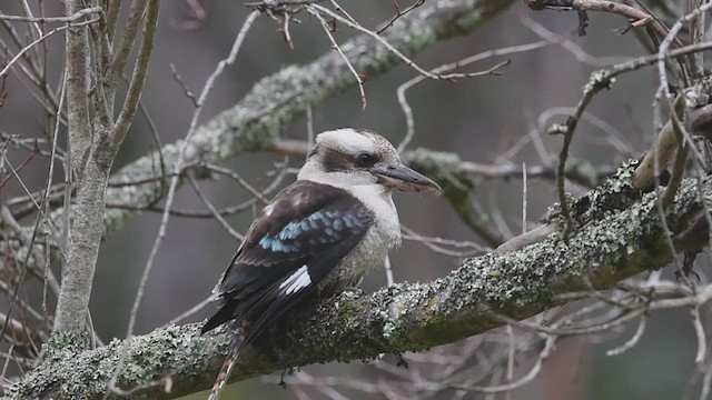 Laughing Kookaburra - ML621744763