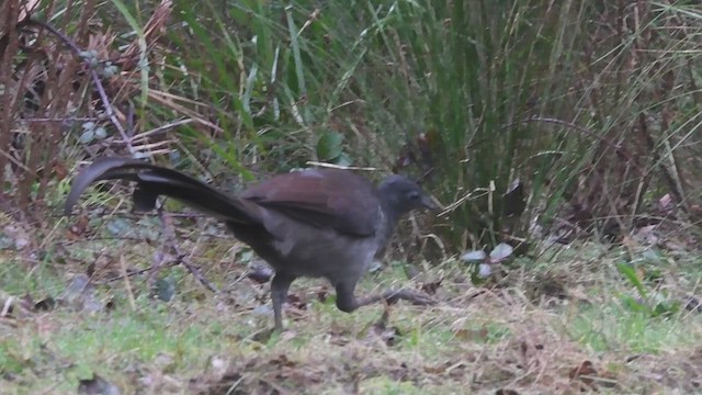 Superb Lyrebird - ML621744766