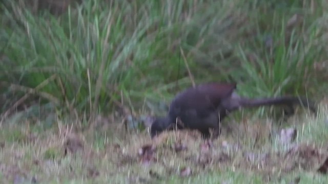 Superb Lyrebird - ML621744767