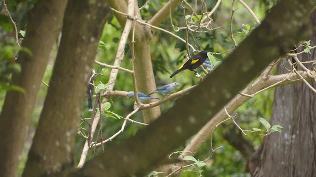 Blue-gray Tanager - ML621744768