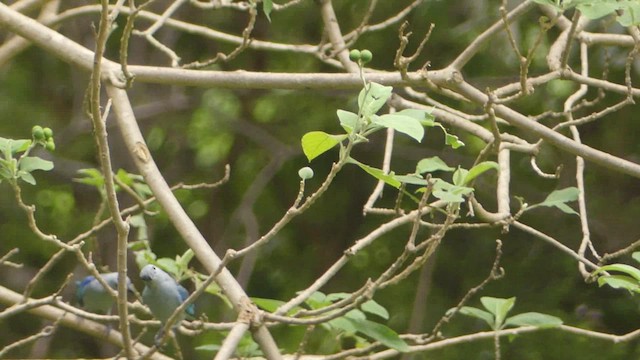 Blue-gray Tanager - ML621744770