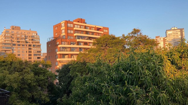 Gray-hooded Sierra Finch - ML621744771
