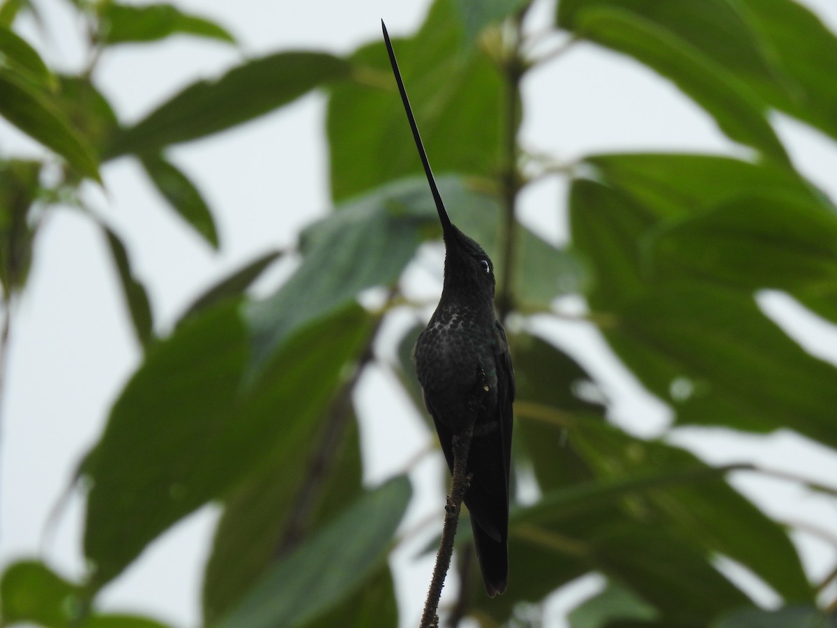 Sword-billed Hummingbird - ML621744799