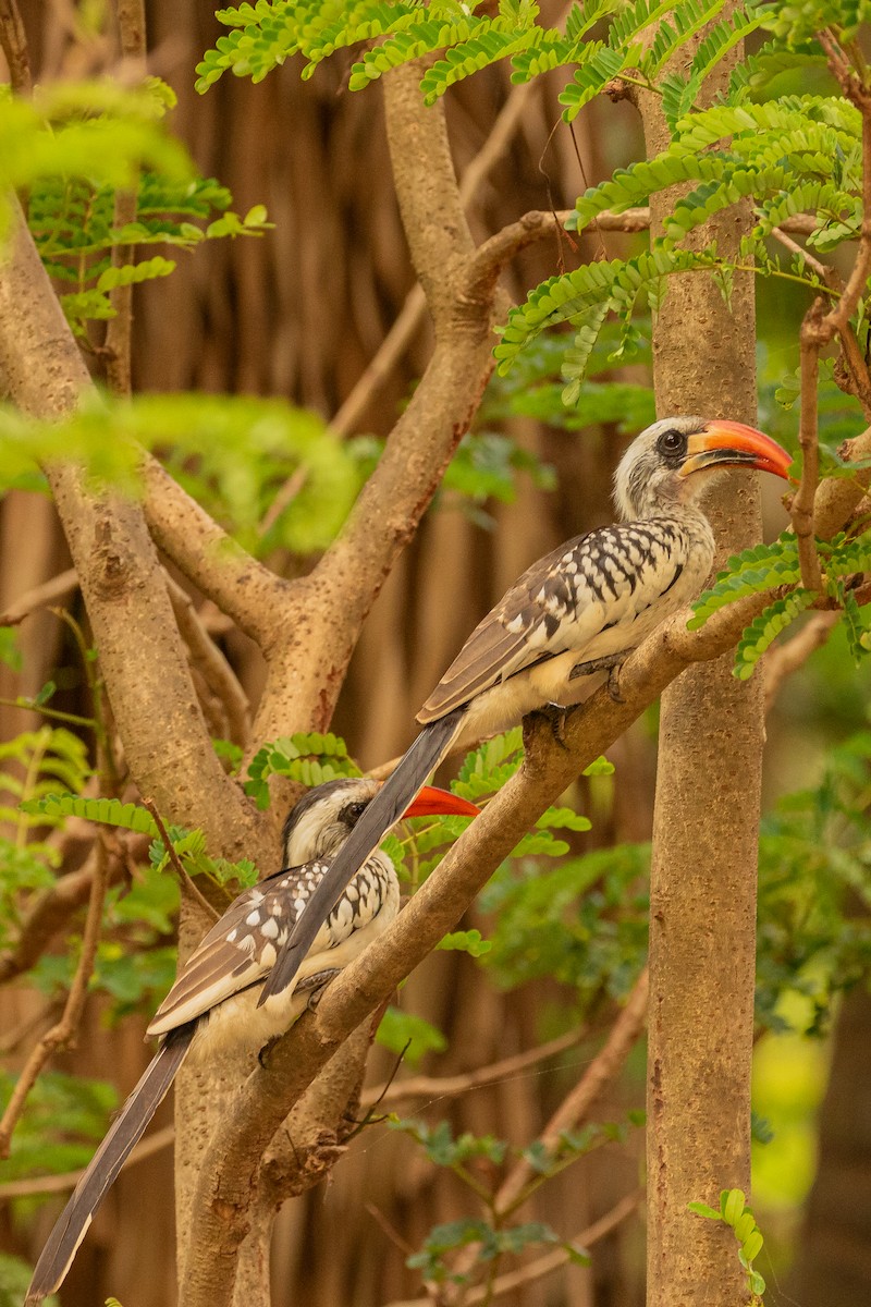 Western Red-billed Hornbill - ML621744843