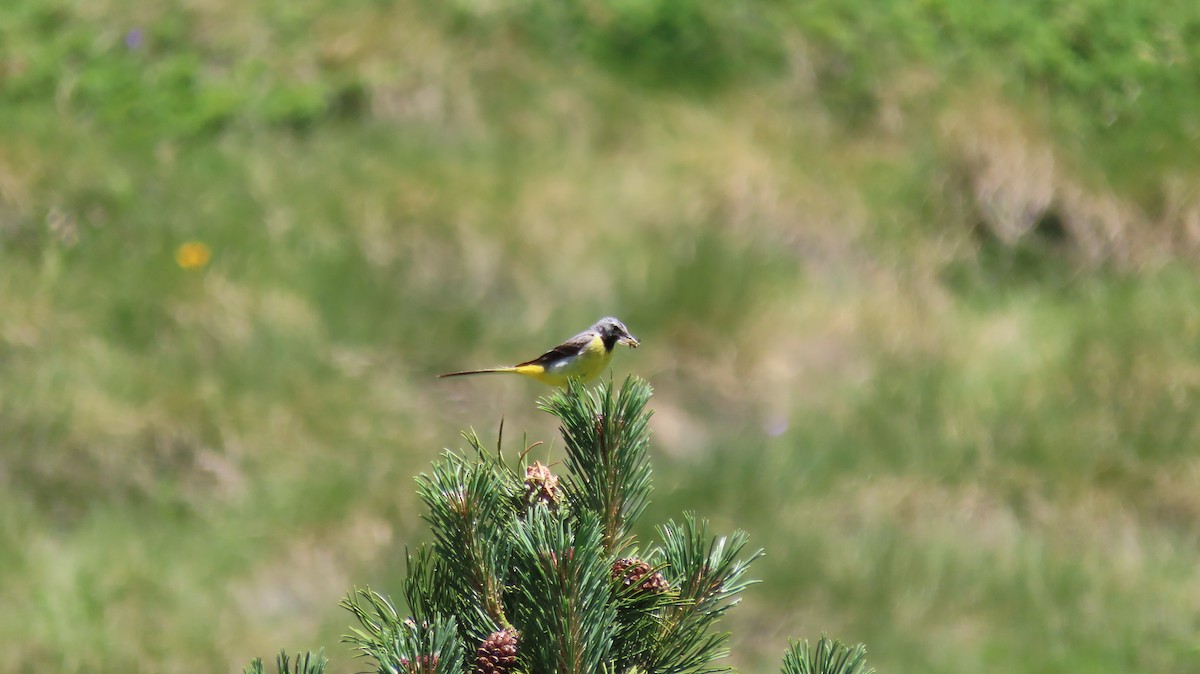 Gray Wagtail - ML621744877