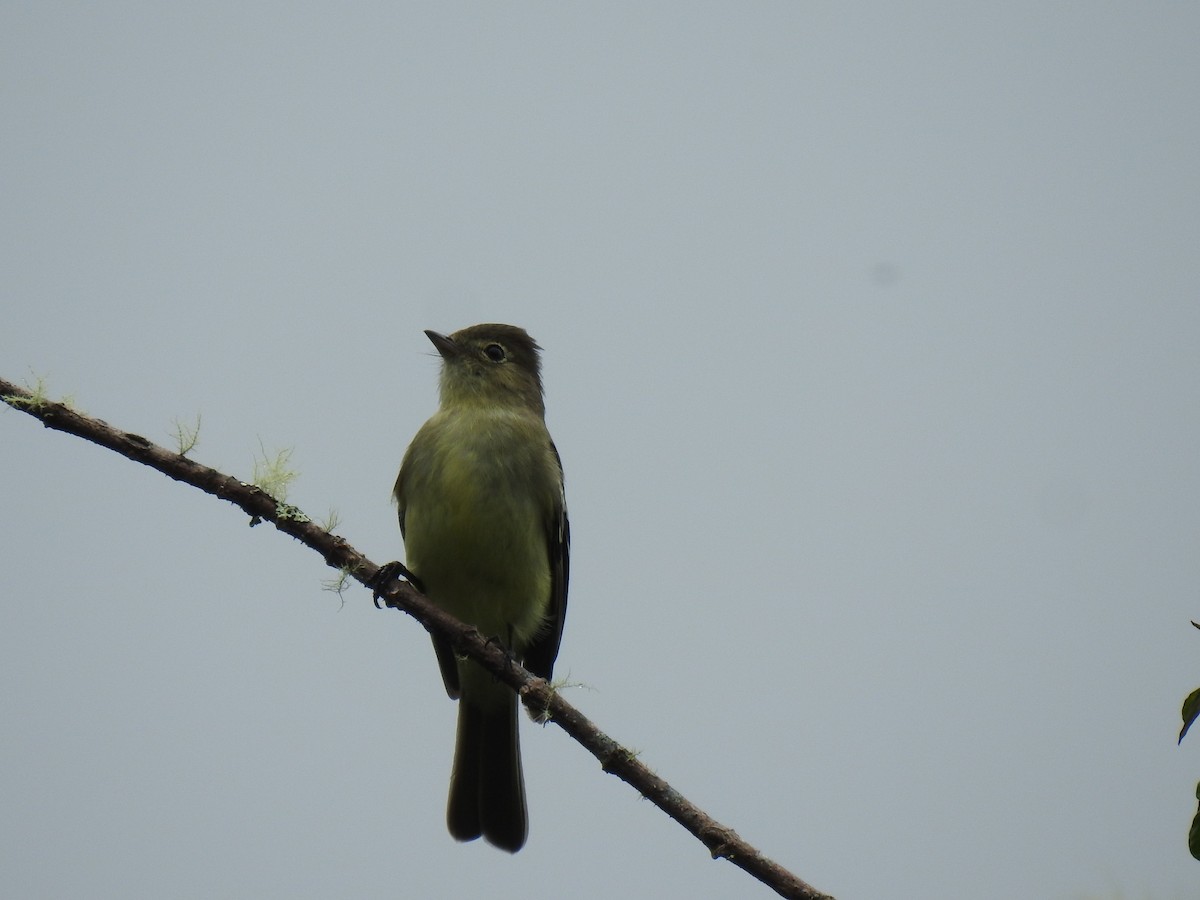 White-crested Elaenia - ML621744914