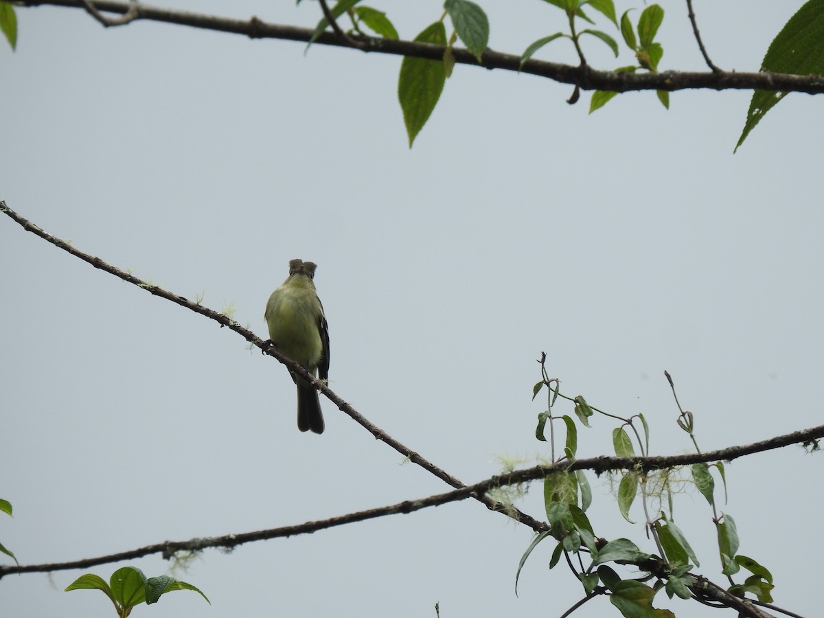 White-crested Elaenia - ML621744915