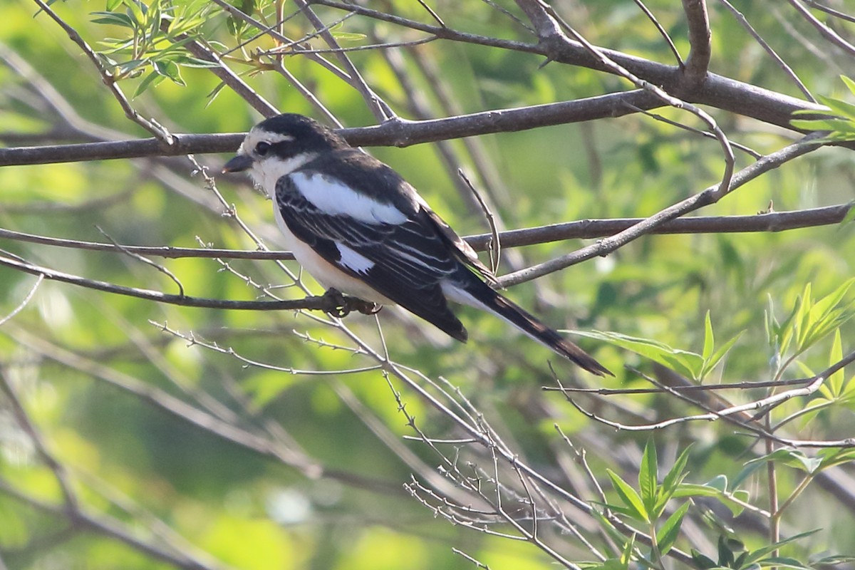 Masked Shrike - ML621744929