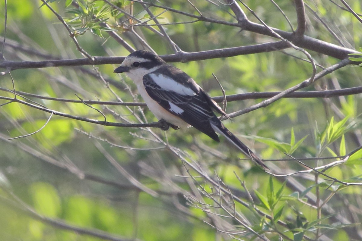 Masked Shrike - ML621744932