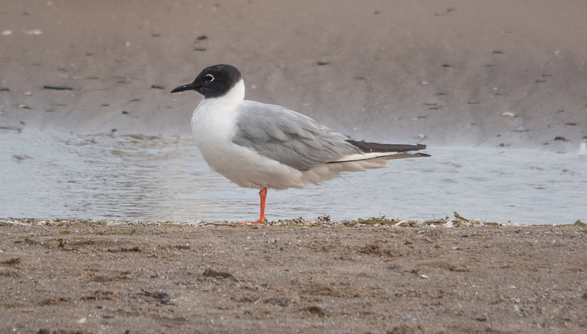 Bonaparte's Gull - ML621744945