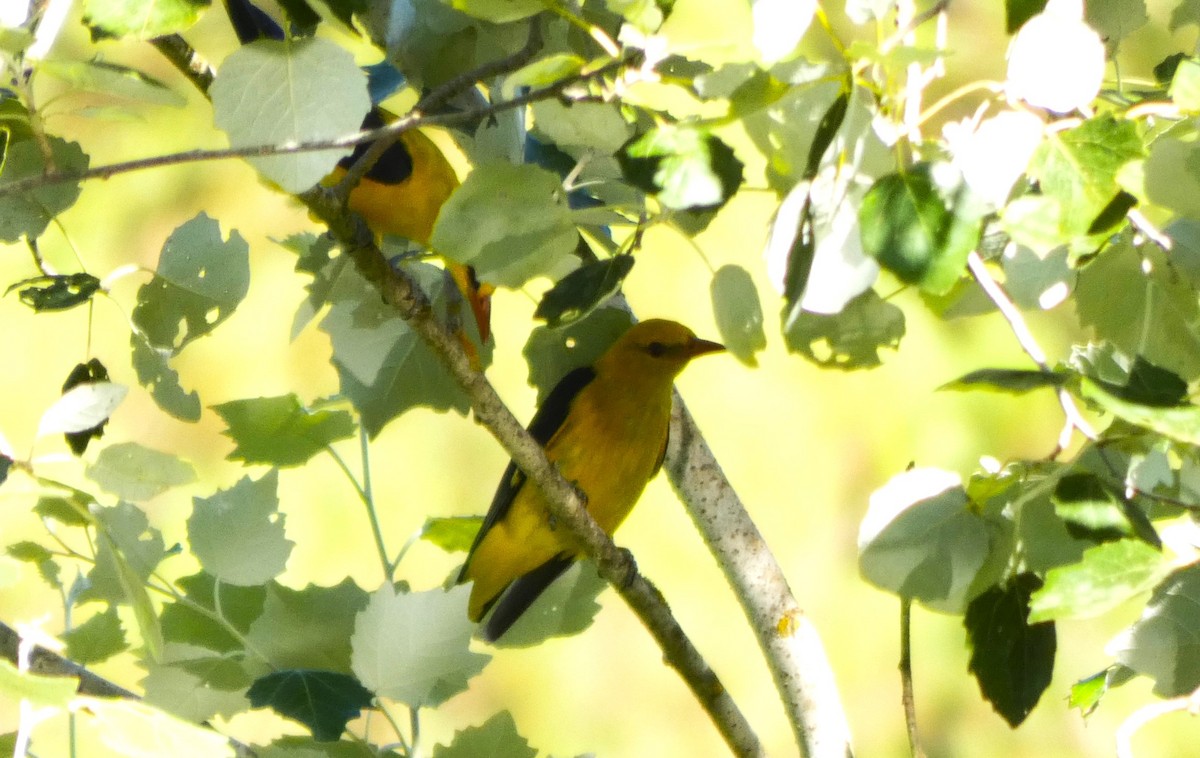 Eurasian Golden Oriole - ML621745037