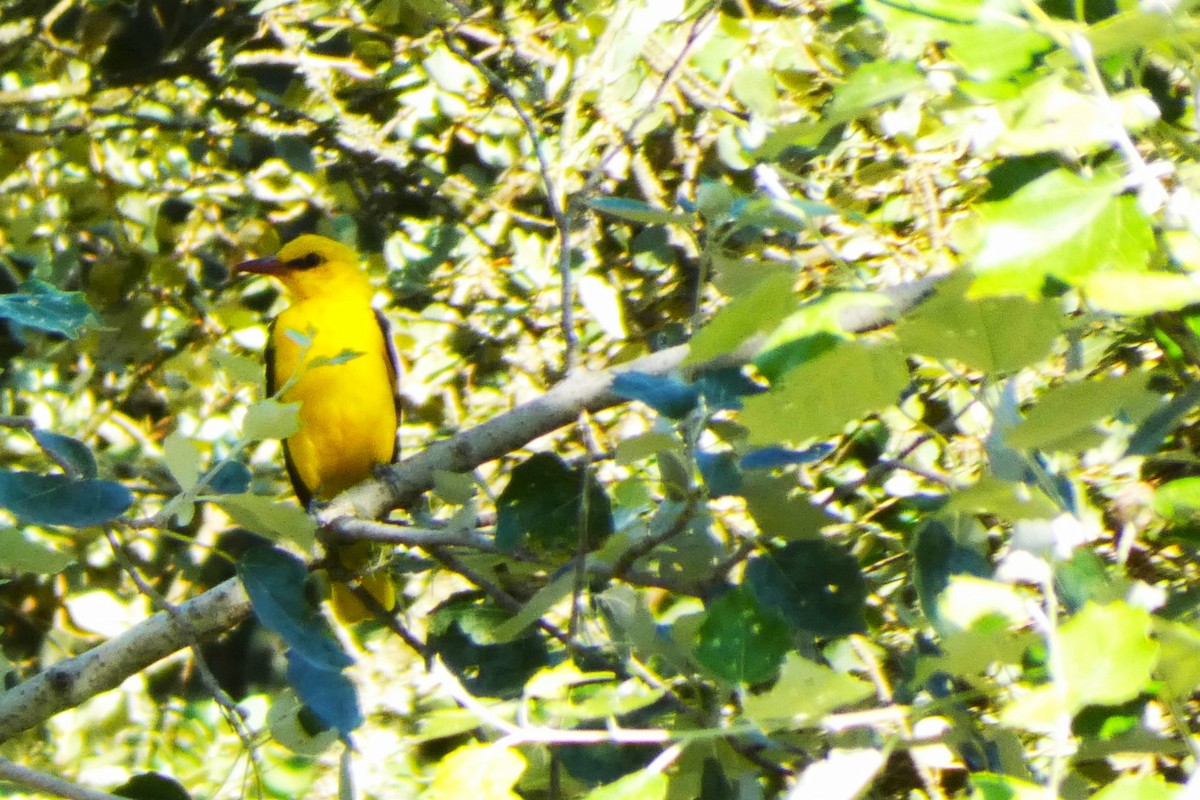 Eurasian Golden Oriole - ML621745045